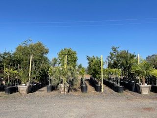 Rows of potted trees in a nursery under a clear blue sky.