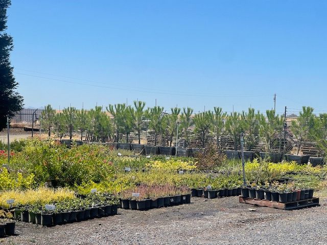 Rows of potted plants at a nursery under a clear blue sky.