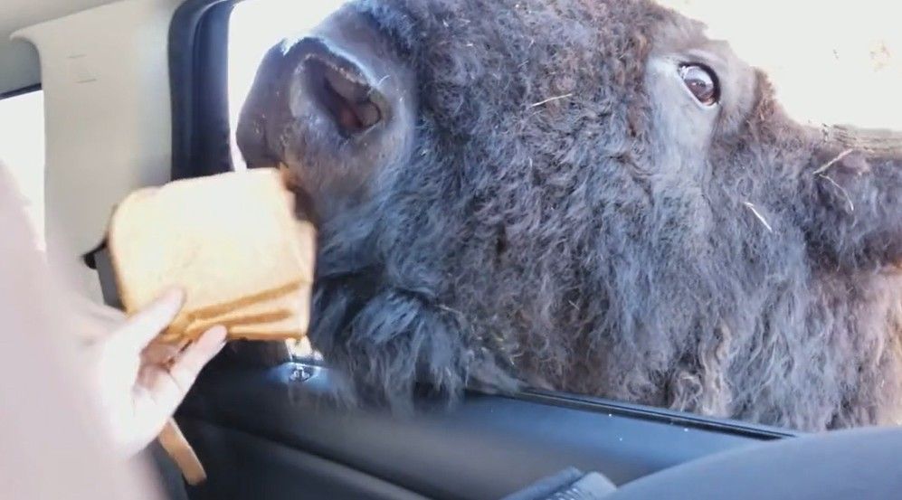 Bison eating bread from car
