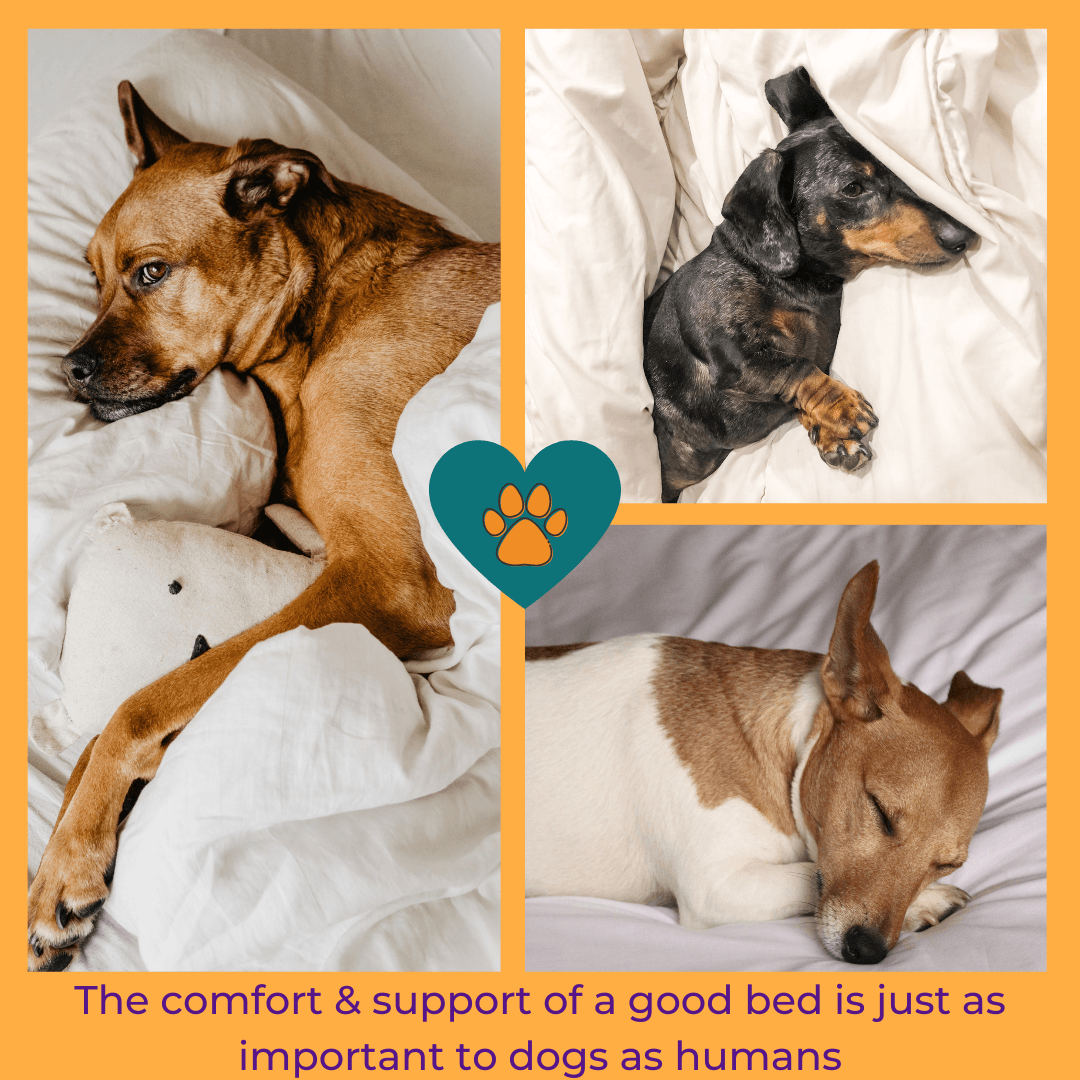 Why Do Dogs Play With Their Bed