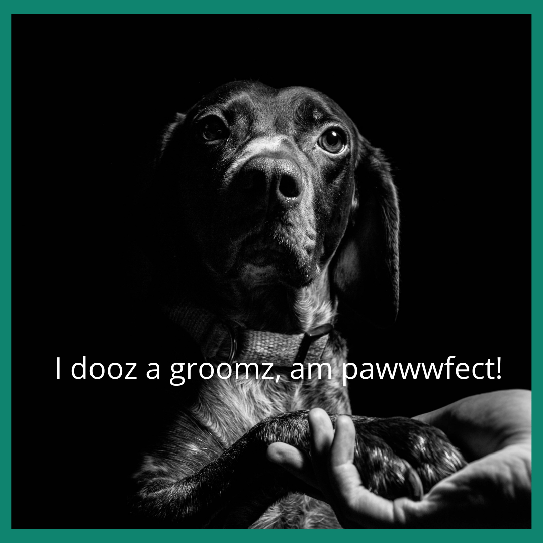 Can Dogs Walk With Long Nails