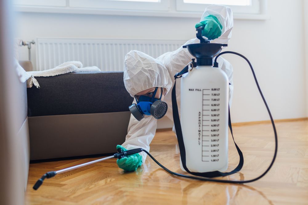 Disinfecting Living Area — Pest Control & Carpet Cleaning Services in Hervey Bay, QLD
