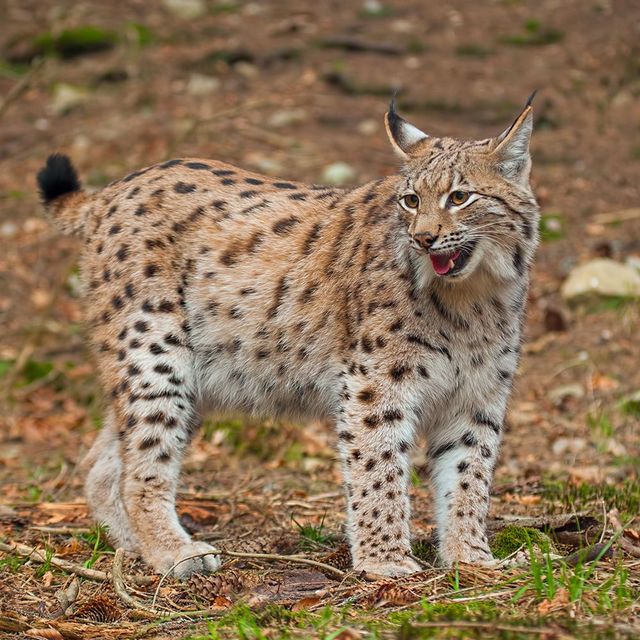 Wild lynx standing on forest floor with spotted fur and mouth open