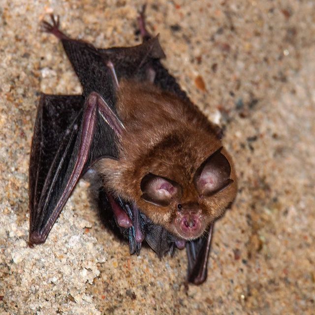 Small brown bat hanging upside down against a rocky surface