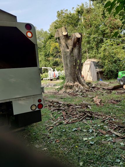 Tree Removal Services I Illinois I Acer Tree Service