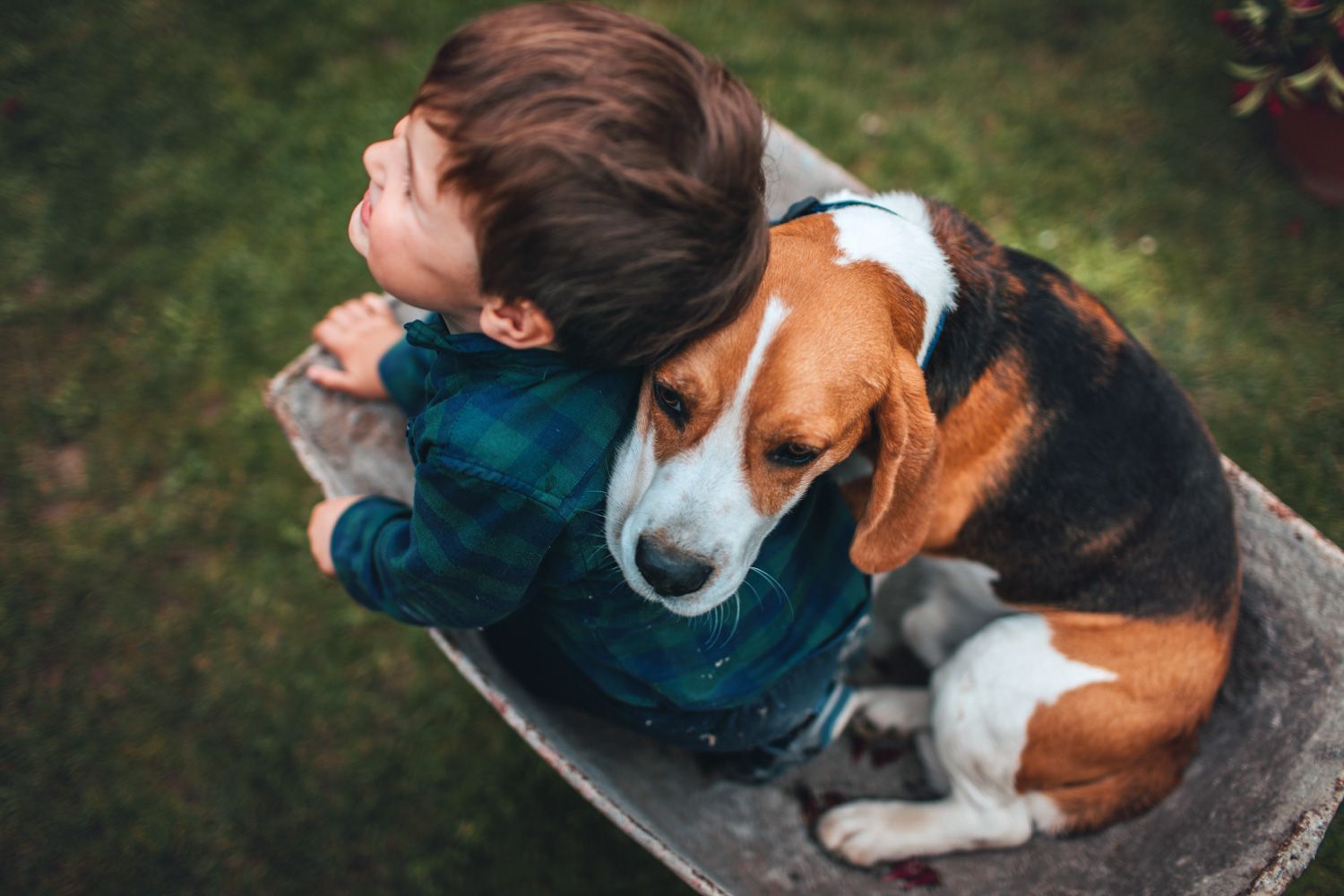 A young boy is sitting in a wheelbarrow with a beagle dog at The Winchester