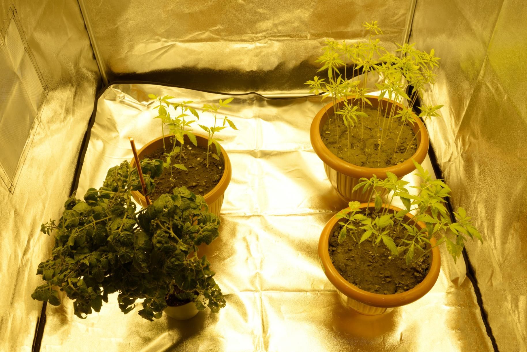 Three potted plants are growing in a foil covered room.