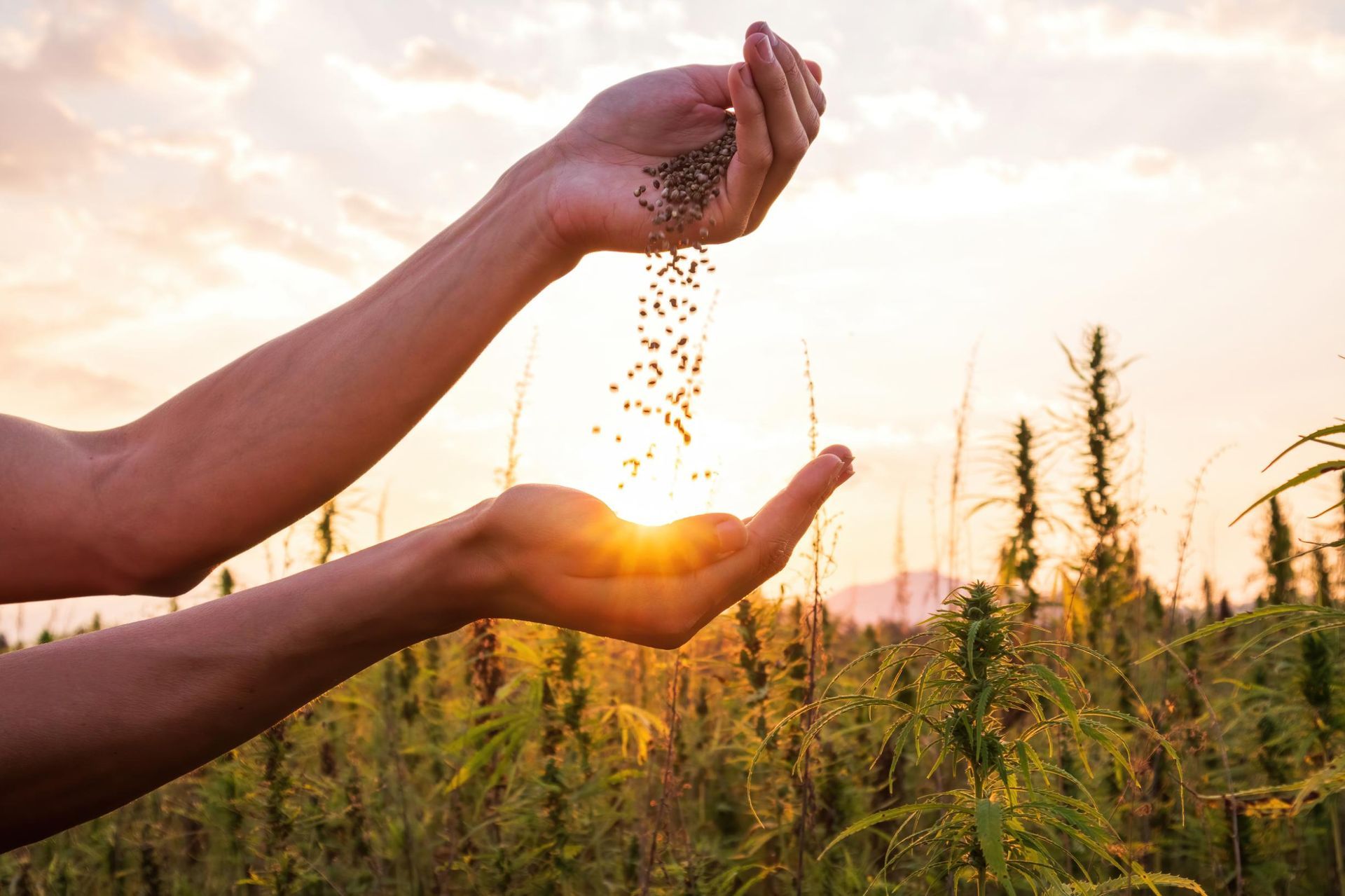 A person is holding hemp seeds in their hands in a field.