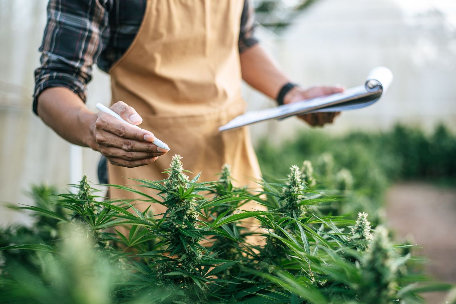 Researcher checking marijuana cannabis plantation.