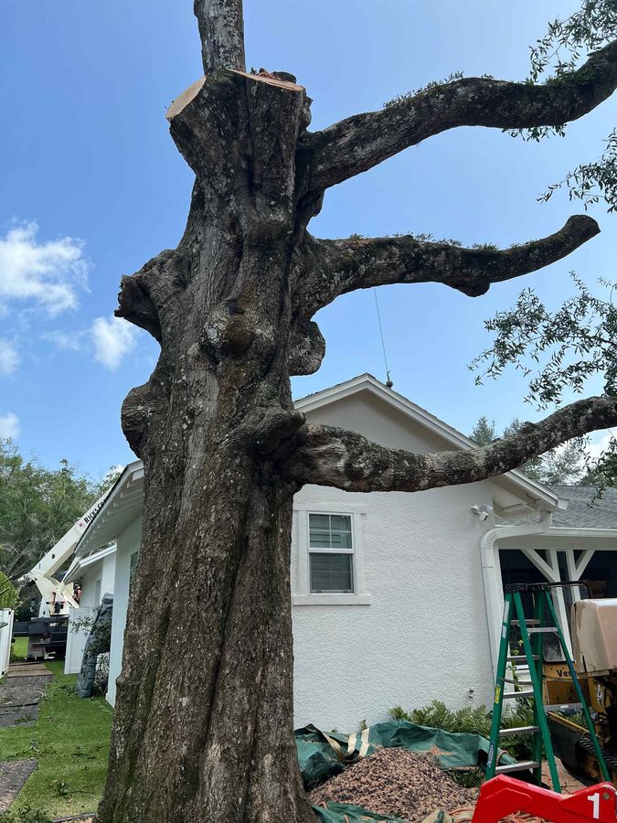 Tree being pruned near a white house. Sky is blue with visible branches, tools, and debris.
