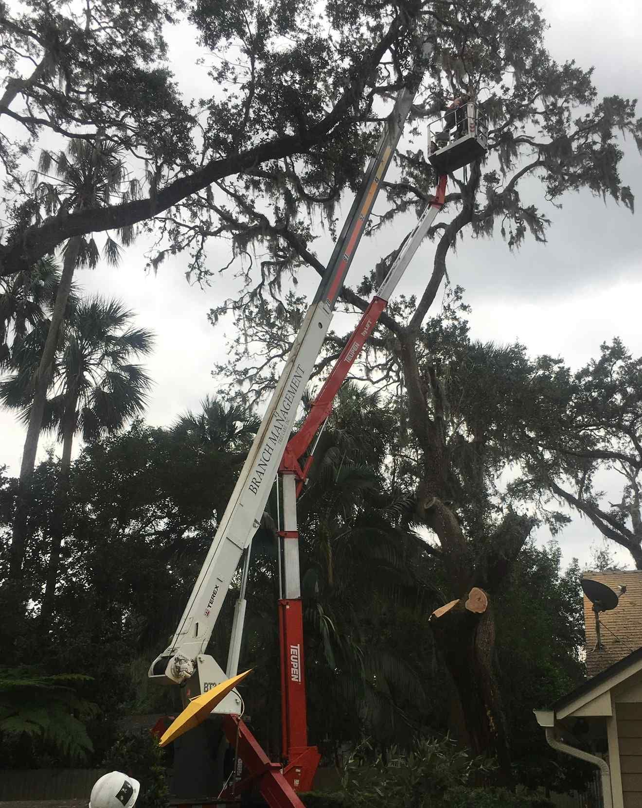 Tree trimming: a worker in a bucket truck trims a large tree with Spanish moss, near a house.