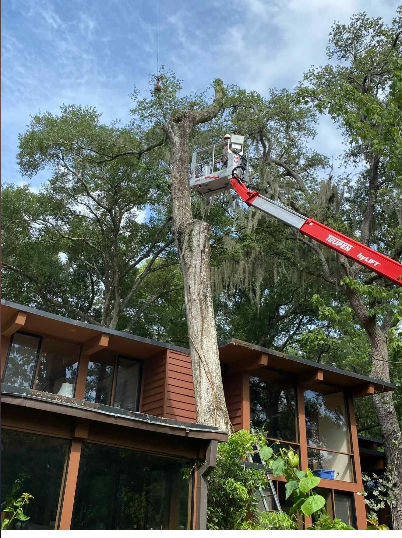 Tree service trimming a tree near a house, using a red lift.