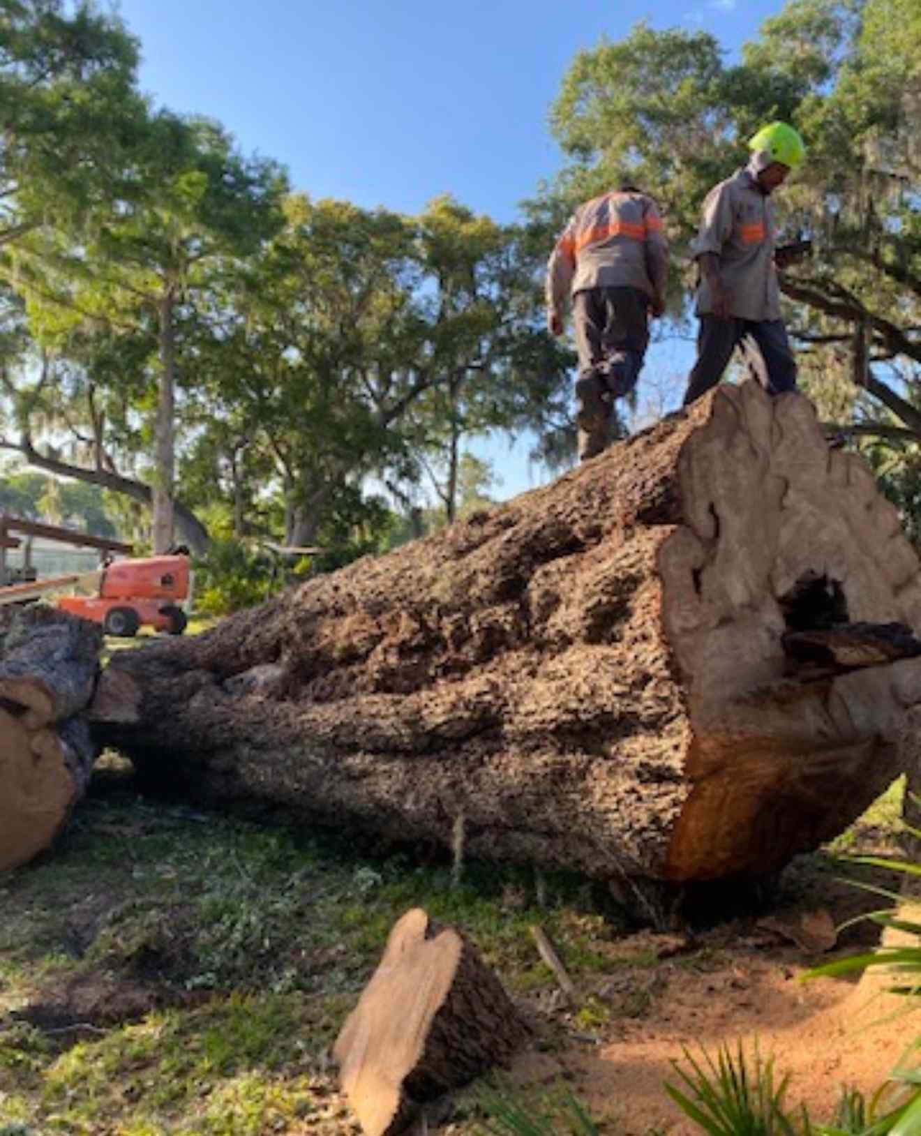 Two workers on a massive fallen tree trunk, orange vests, in a sunny outdoor setting with an orange lift visible.