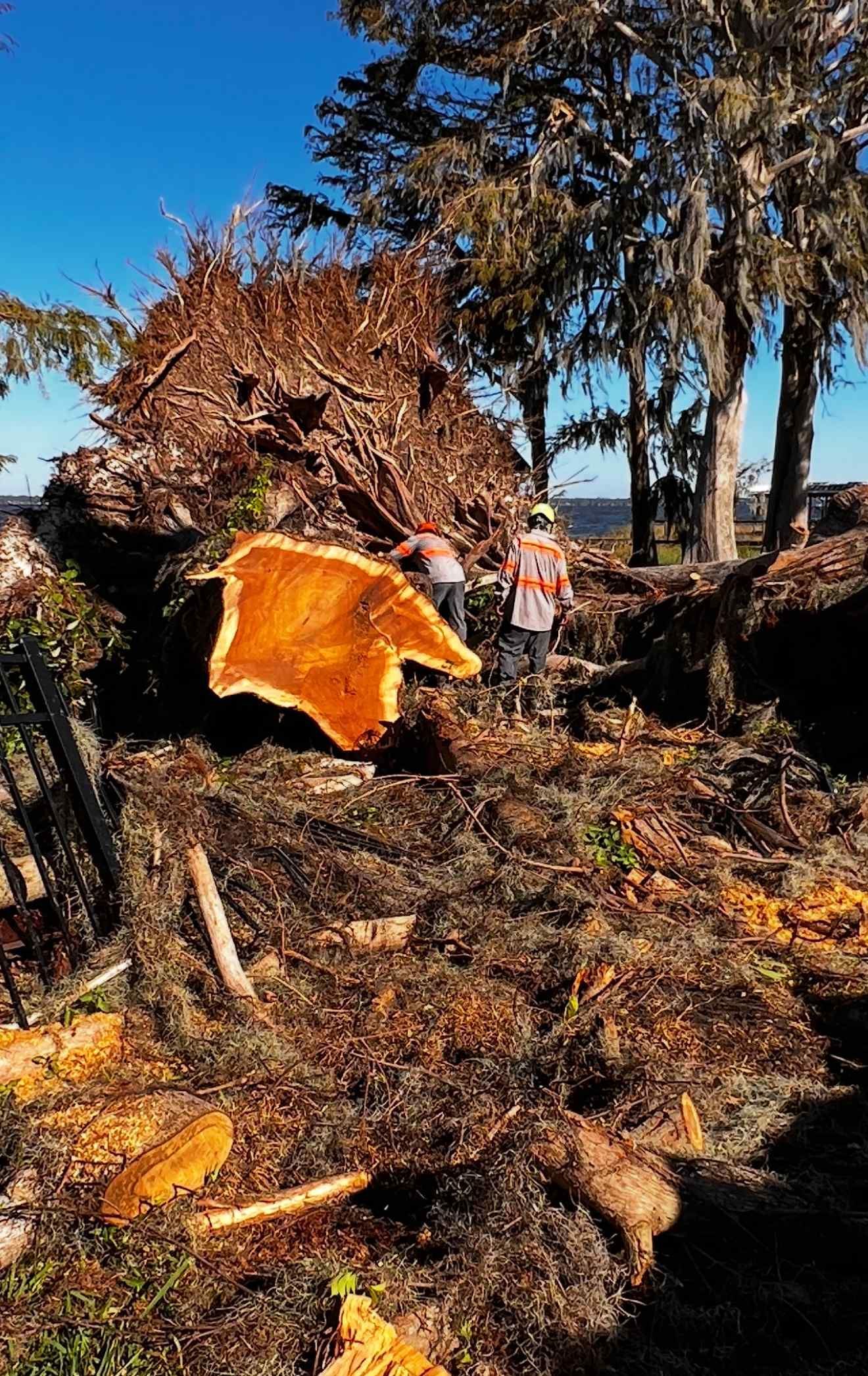 Pile of felled tree branches with two people in orange vests; cut tree trunk in foreground, sunny day.