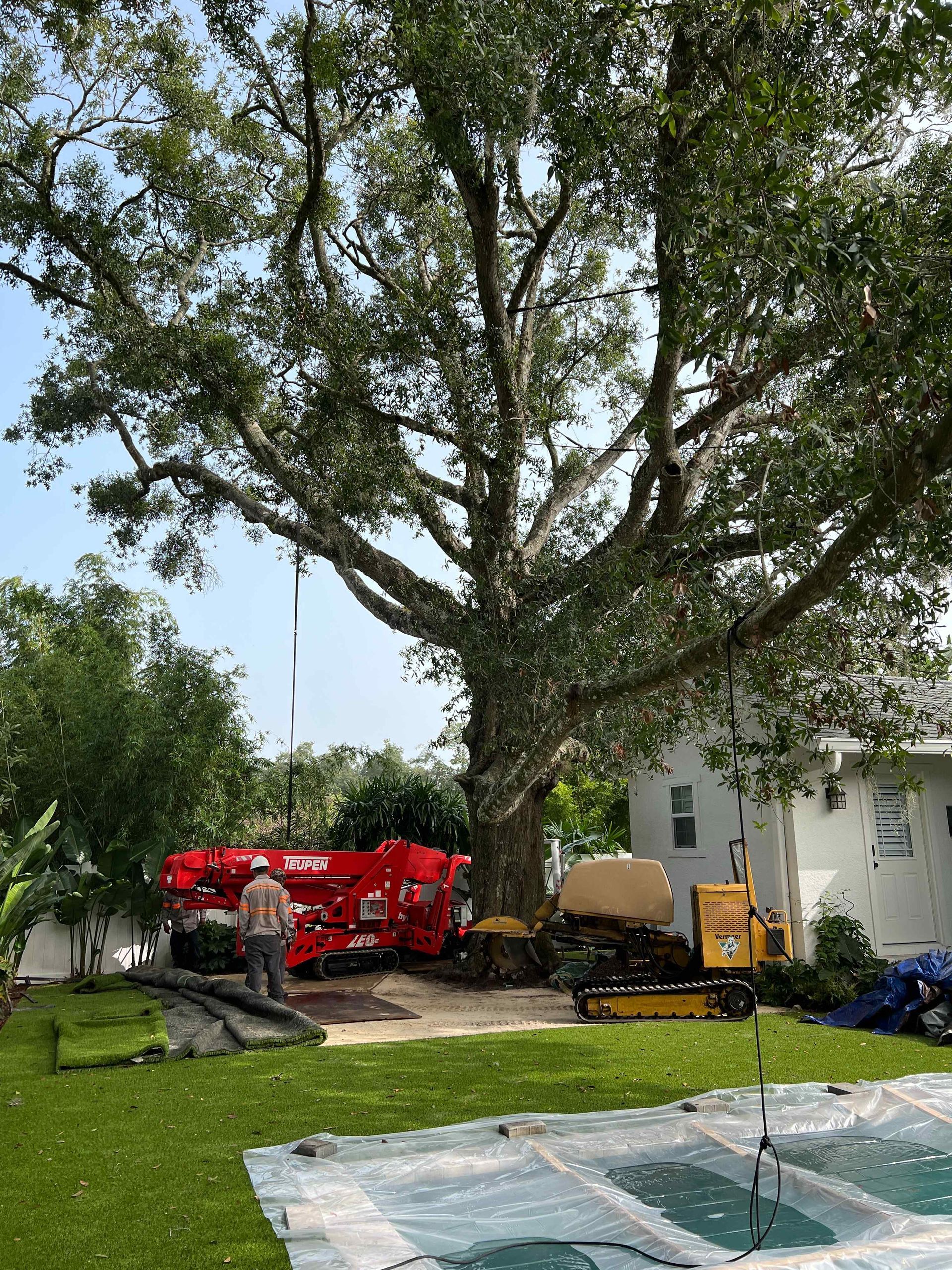 Large tree being worked on, red dumpster, back yard, equipment present.