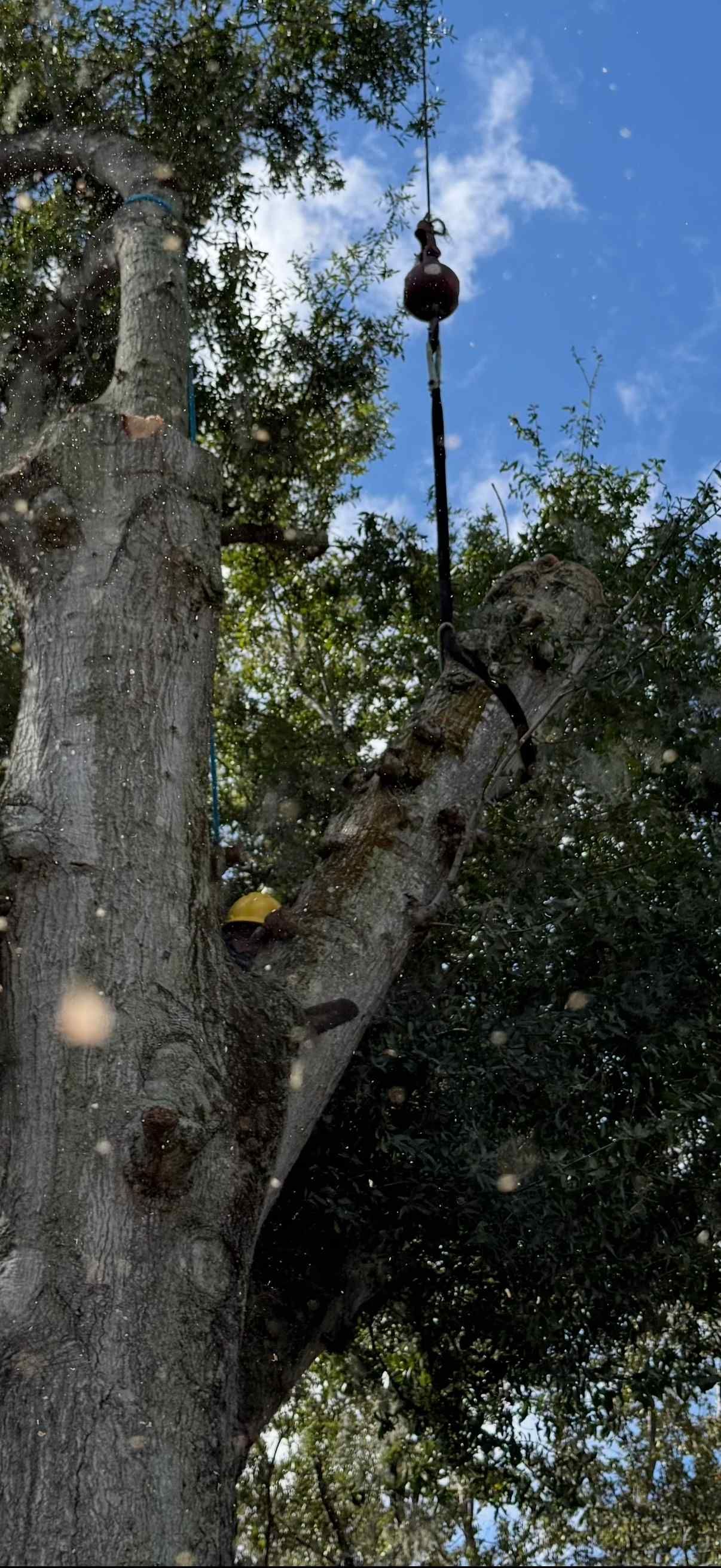 A tall tree with a dark object hanging from a pole. Bright sky and green leaves are visible.
