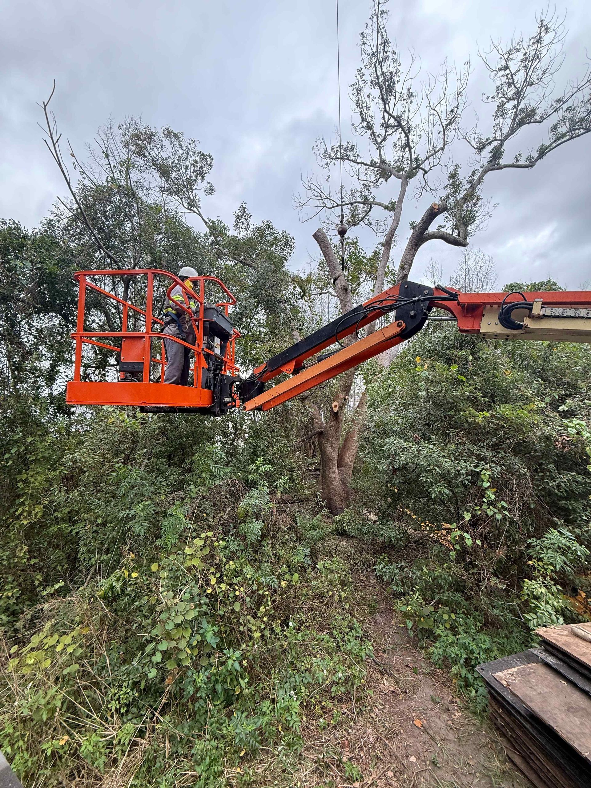 Person in an orange lift trims a tree. Cloudy sky. Green foliage surrounds the base of the tree.