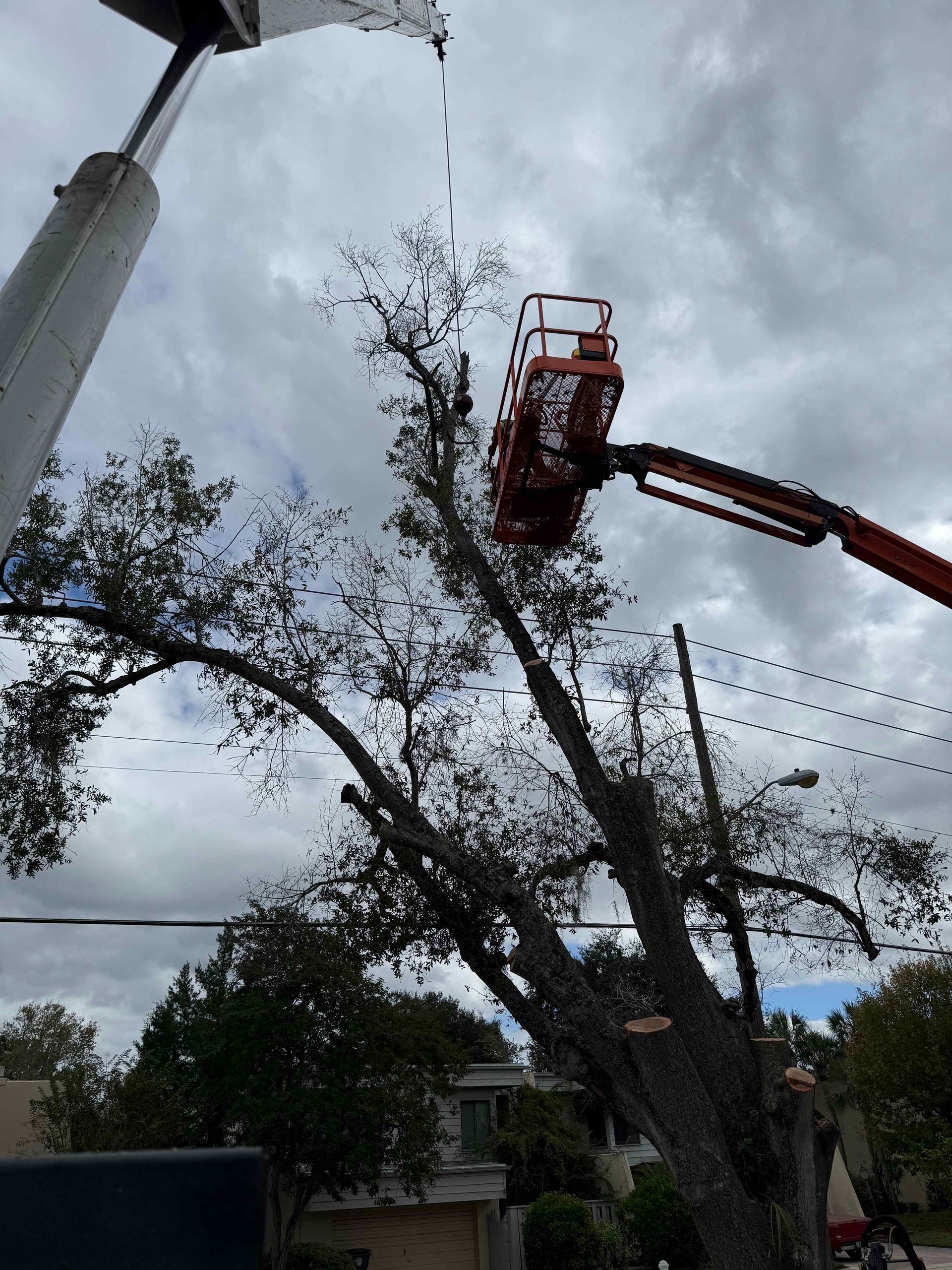 A worker in an aerial lift trims a tall tree under a cloudy sky near power lines.