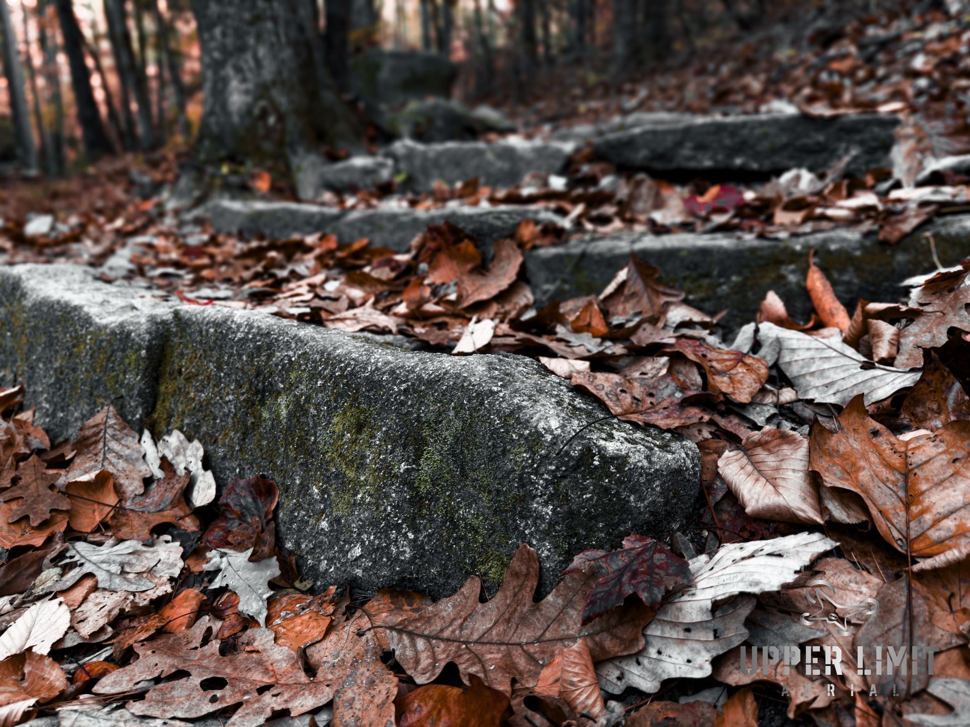 Stone steps covered in fallen autumn leaves in a forest setting.