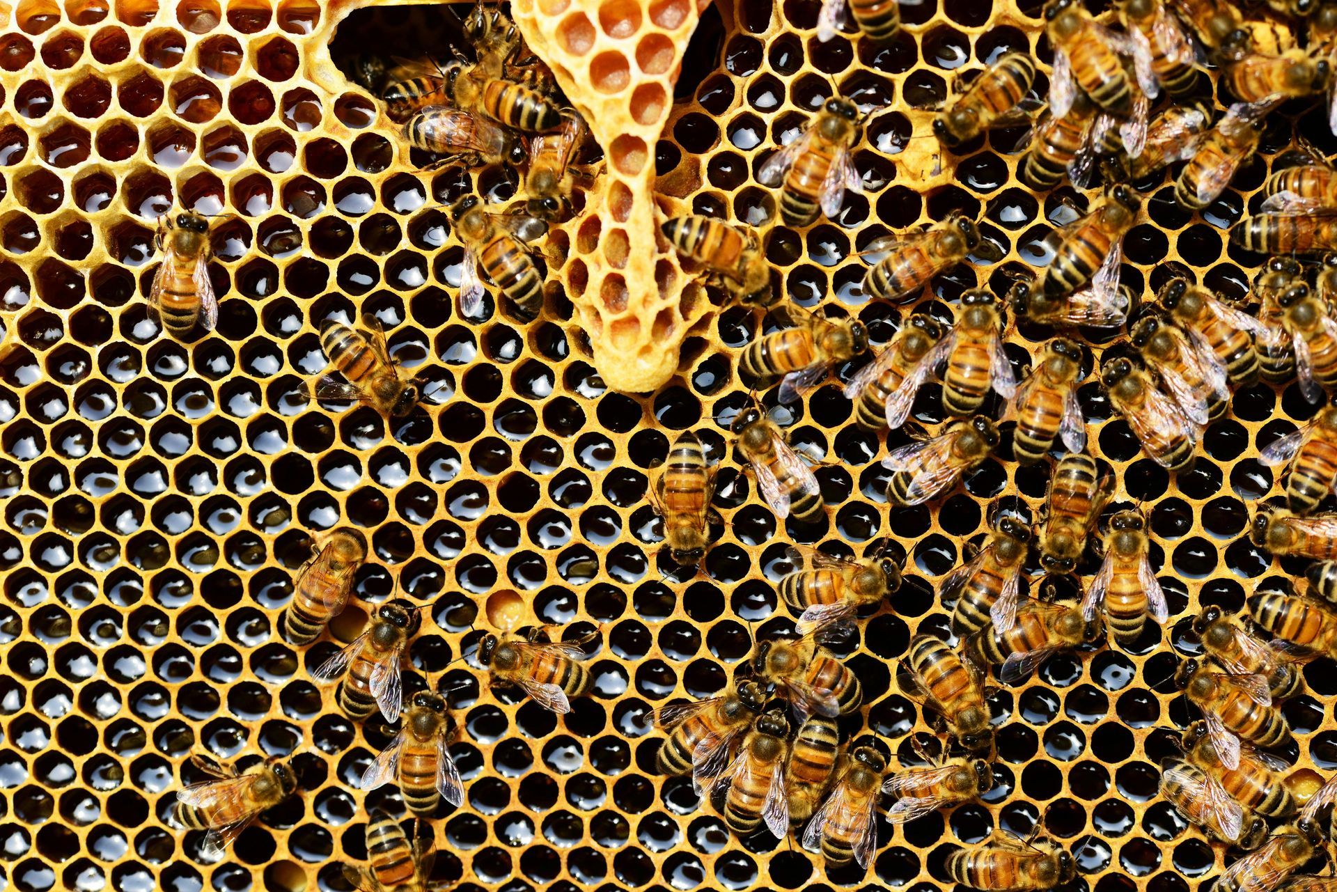 Bees on a honeycomb, filling hexagonal cells. Brown and yellow colors.
