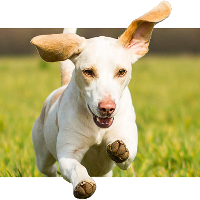 Atención Veterinaria