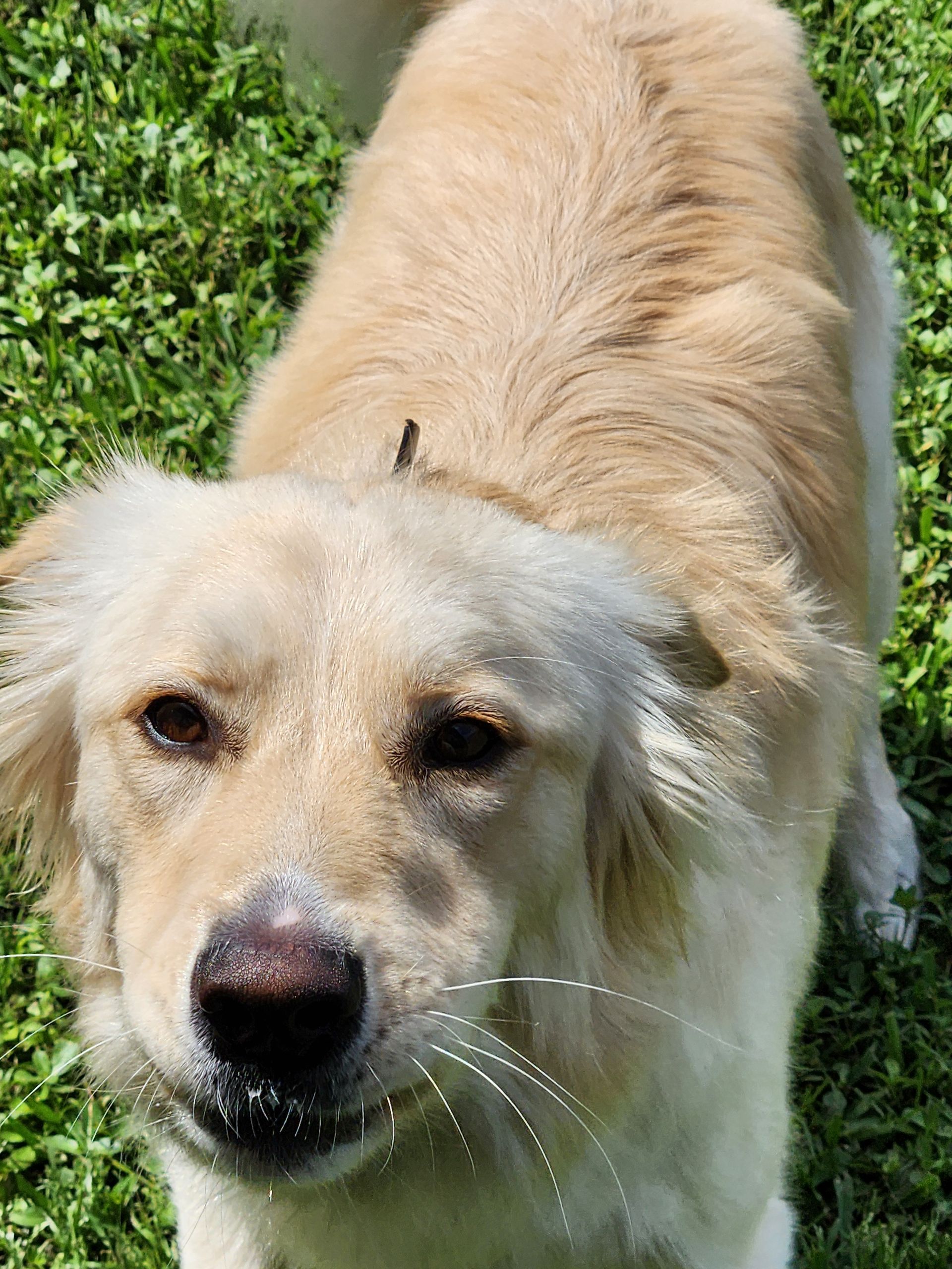 A green parrot with a light blue forehead rests inside a cage, perched near a hanging chain of colorful plastic rings.