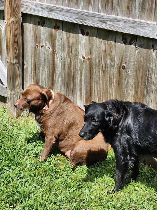 A brown dog sits on green grass beside a standing black dog, both positioned in front of a weathered wooden fence.