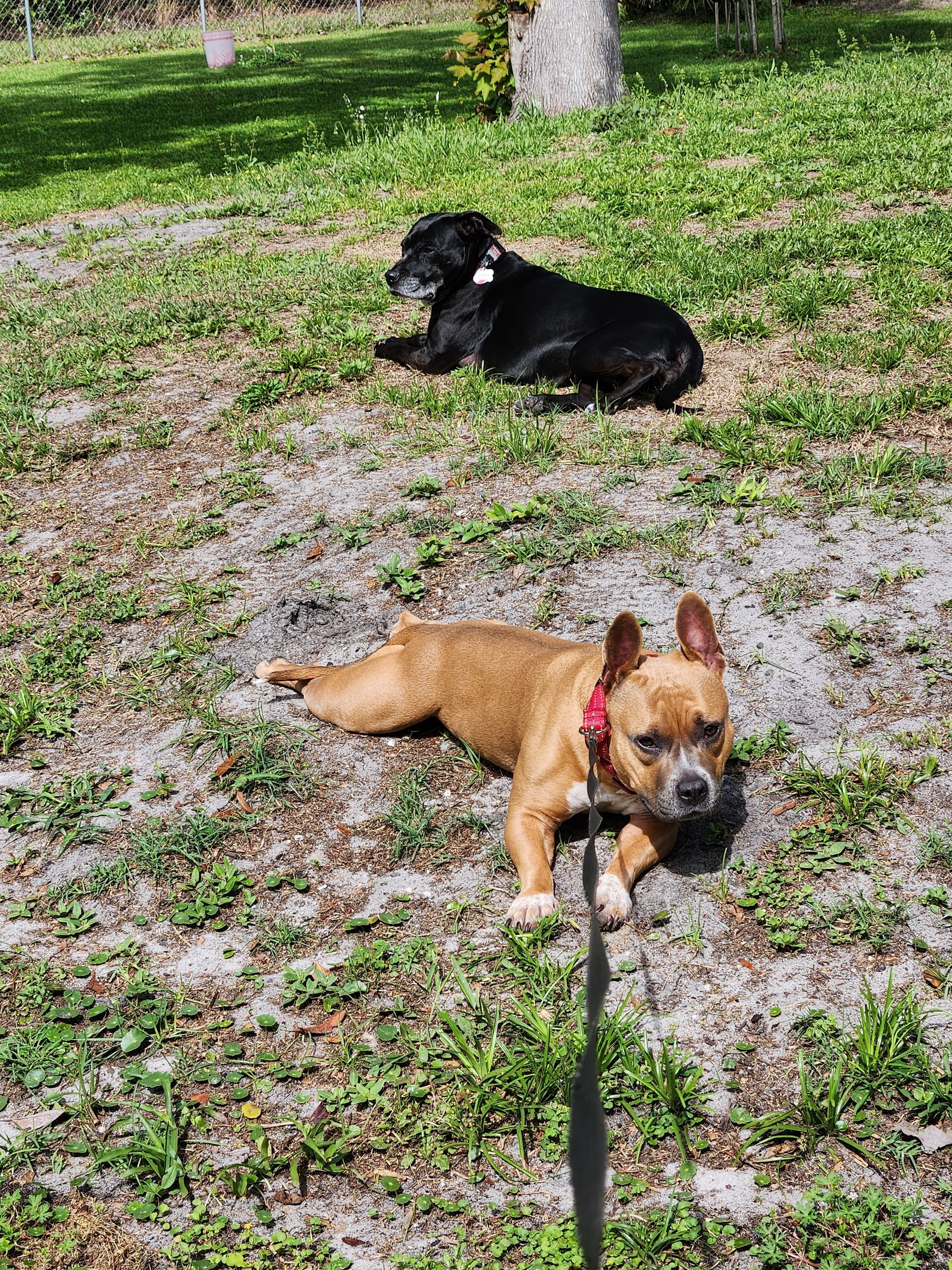A tan French Bulldog on a leash and a small black dog resting on a grassy lawn.