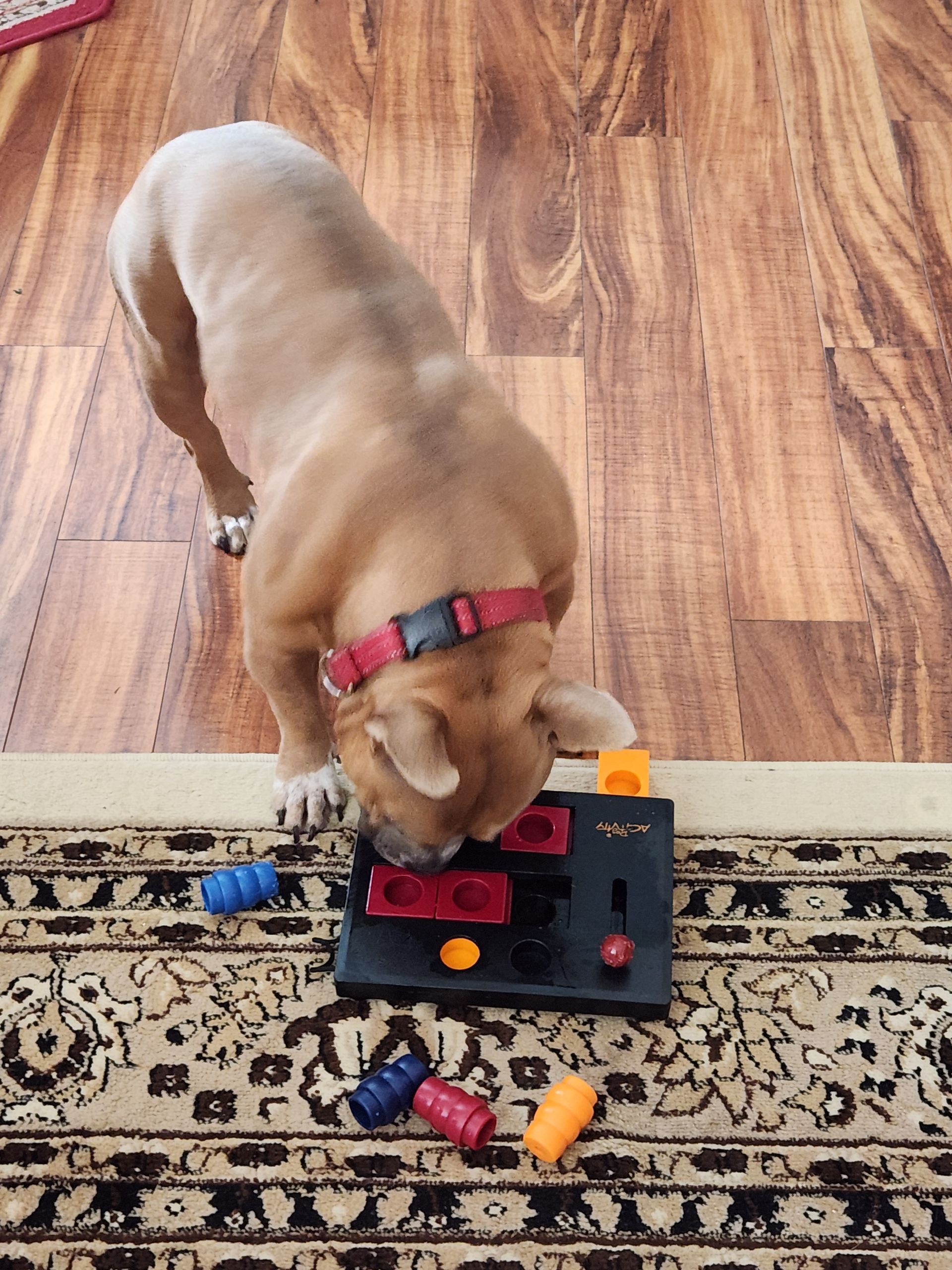 A brindle and white whippet stands on grass, looking directly into the camera with an attentive expression.
