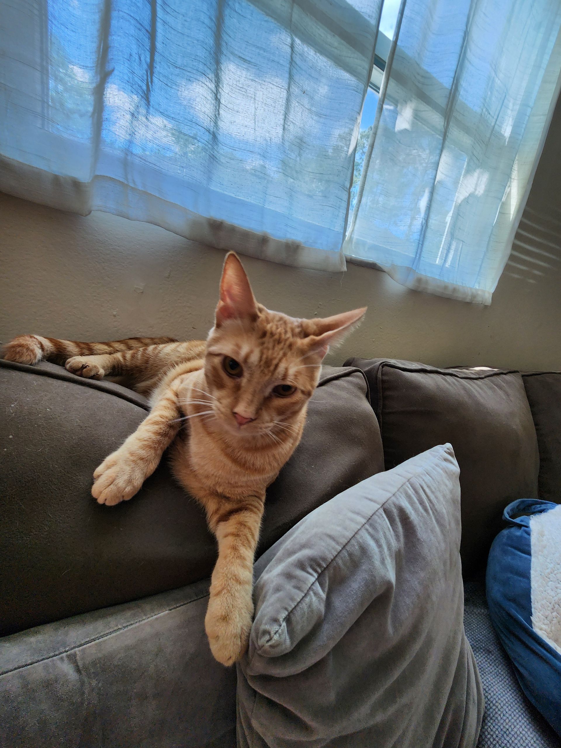 A long-haired brown tabby cat sits alertly on a tiled floor, looking toward the camera.