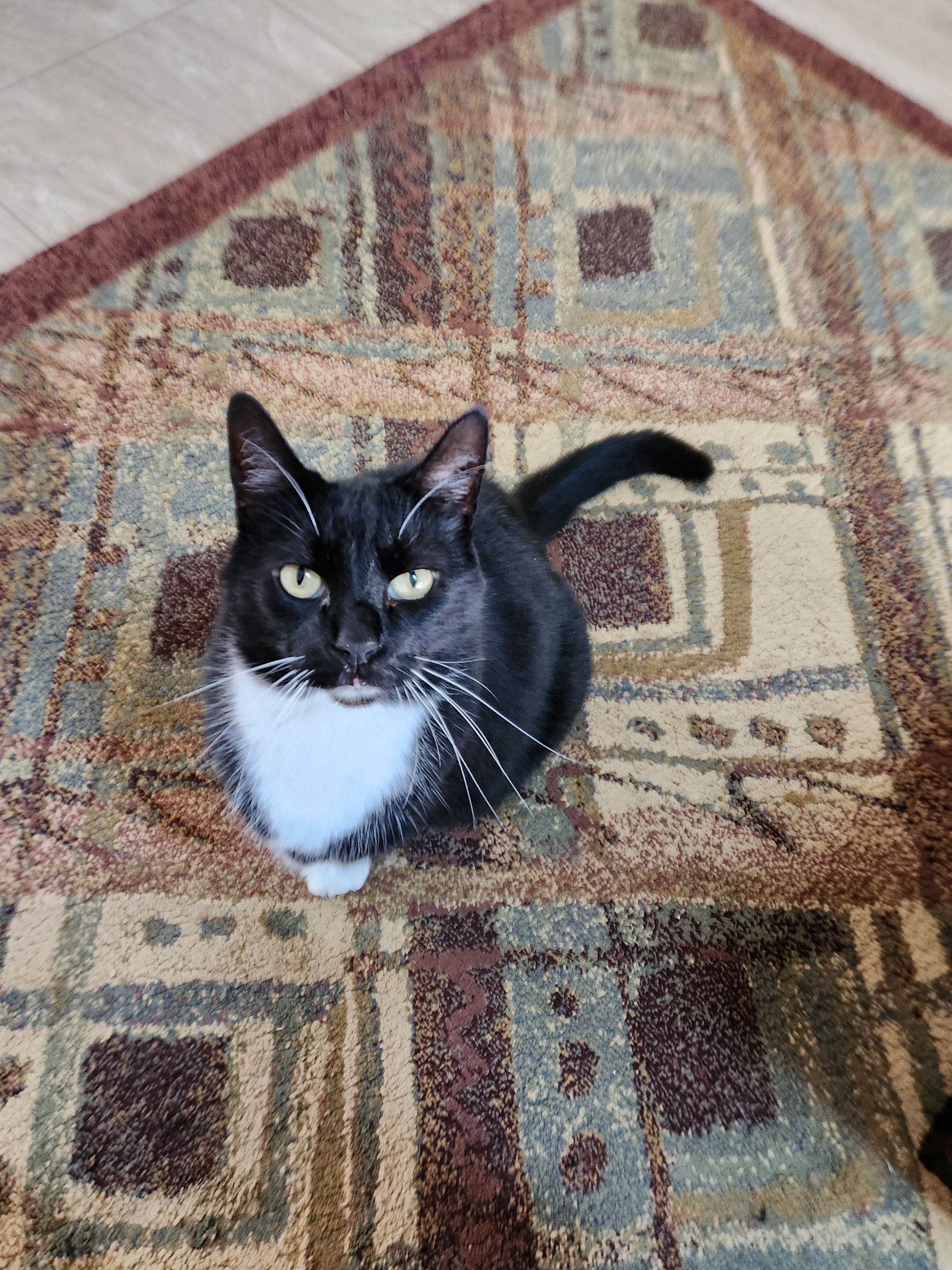 A black and white cat with a distinctive mustache marking sitting on an asphalt surface.