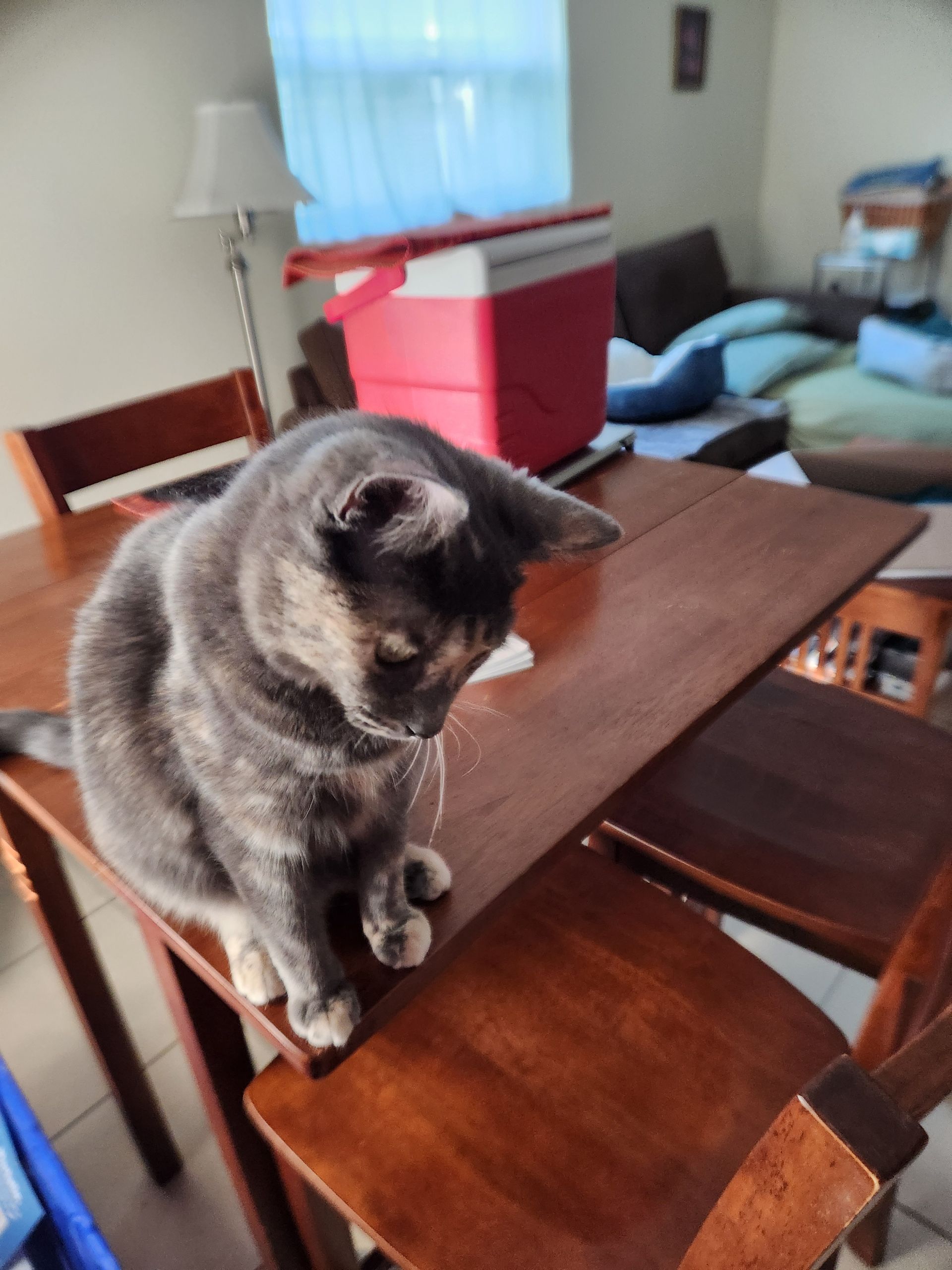 A fluffy, brown tabby Maine Coon cat rests on a light-colored surface with its front paws crossed.