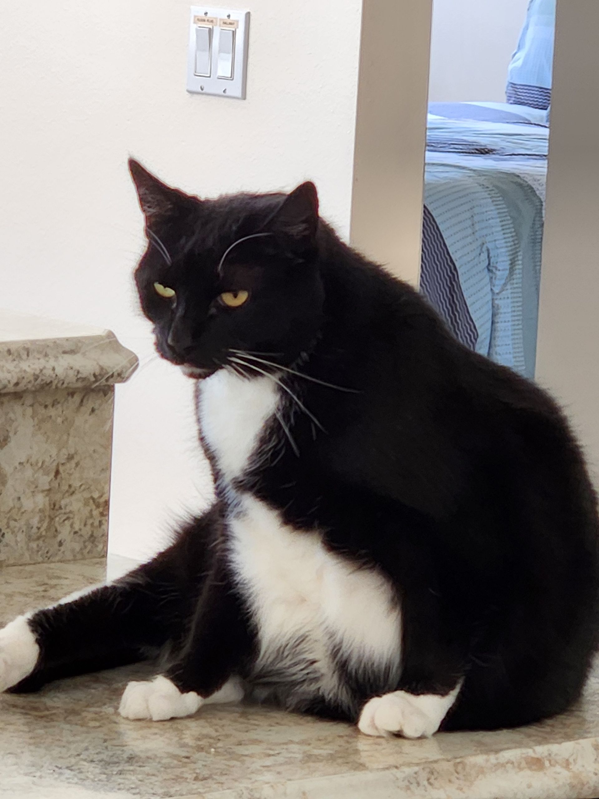 A fluffy Maine Coon cat with brown tabby markings and tufted ears rests on a floor near a white plastic basket.