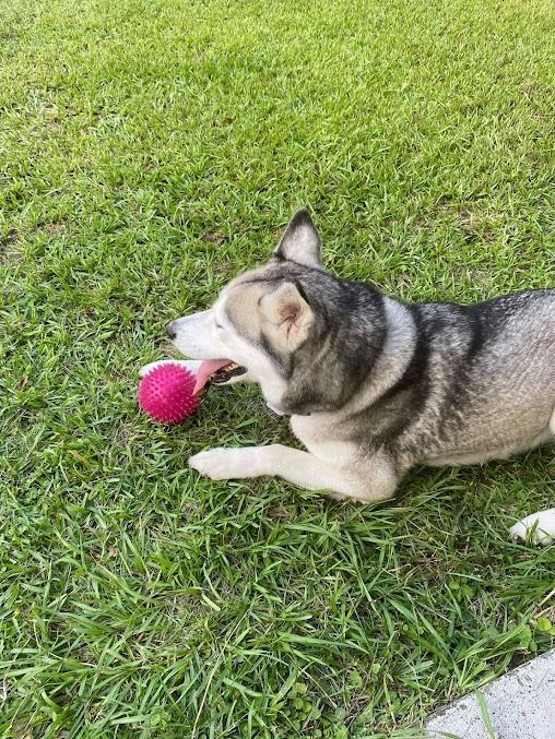 A grey and white husky dog lies on green grass, holding a bright pink, textured ball in its mouth.