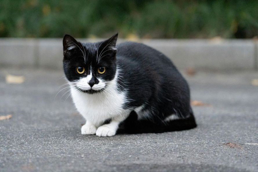 A black and white cat with a distinctive mustache marking sitting on gray pavement.