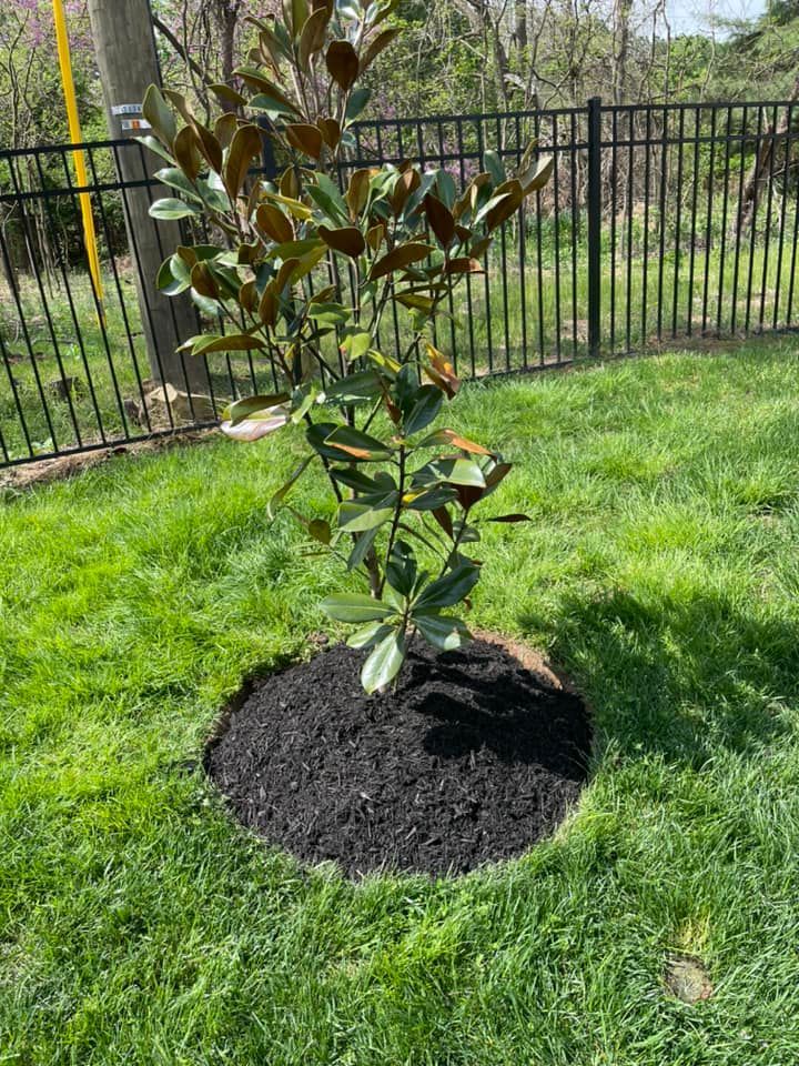 A Small Tree Is Sitting In The Middle Of A Lush Green Lawn Next To A Fence - Perry Hall, MD - Oakwood Landscaping LLC