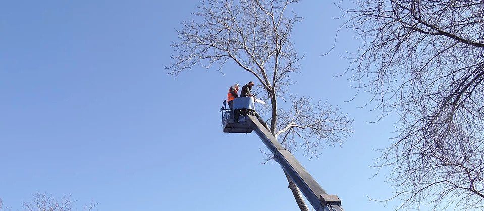 Services — Worker With a Chainsaw Prunes the Trees in Brownsburg, IN