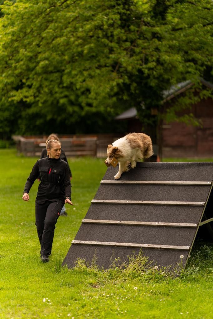 Bordercollie Crazy Sun Black Zucht