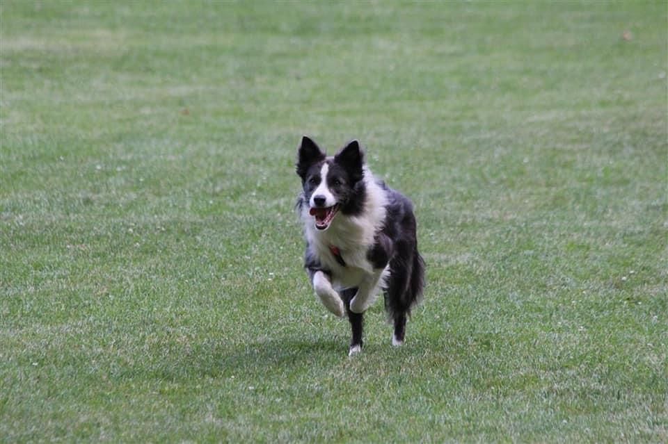 Bordercollie Crazy Sun Black Zucht