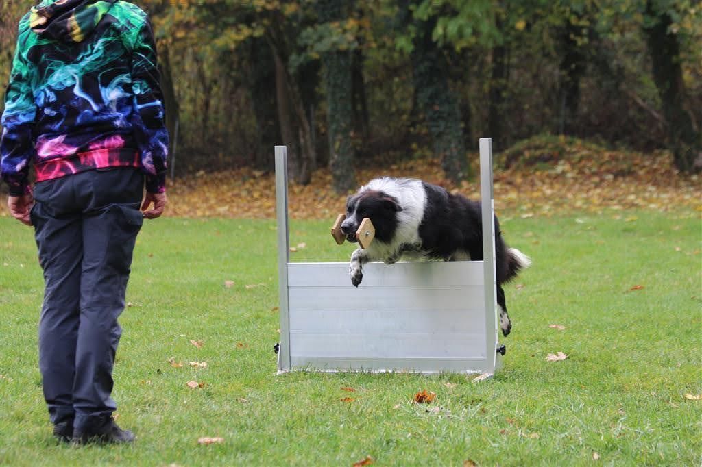 Bordercollie Crazy Sun Black Zucht