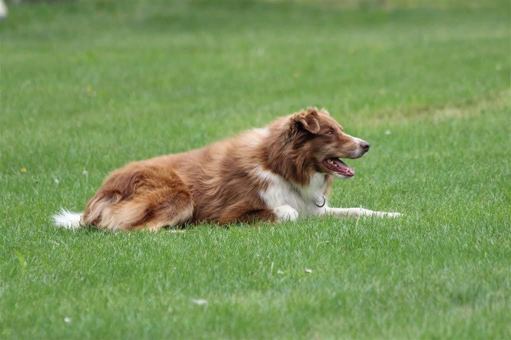 Bordercollie Crazy Sun Black Zucht