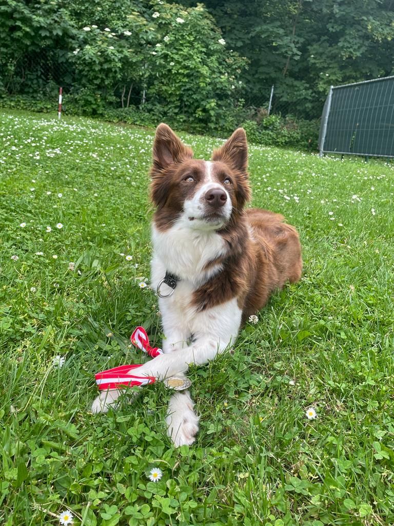 Bordercollie Crazy Sun Black Zucht