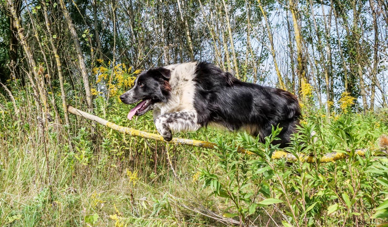 Bordercollie Crazy Sun Black Zucht