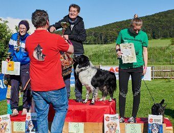 Bordercollie Crazy Sun Black Zucht