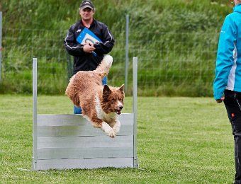 Hundesport Border Collie
