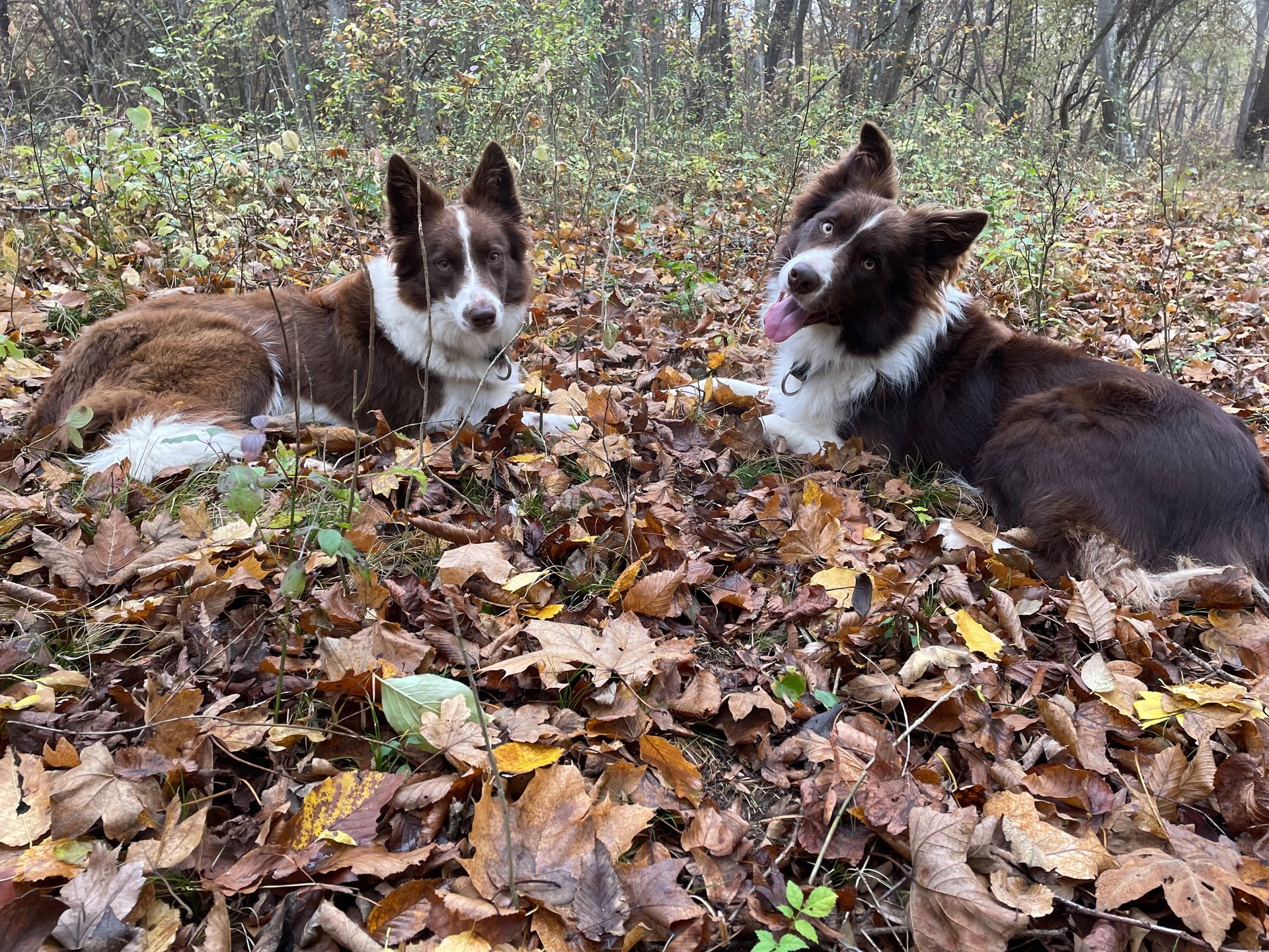 Bordercollie Crazy Sun Black Zucht