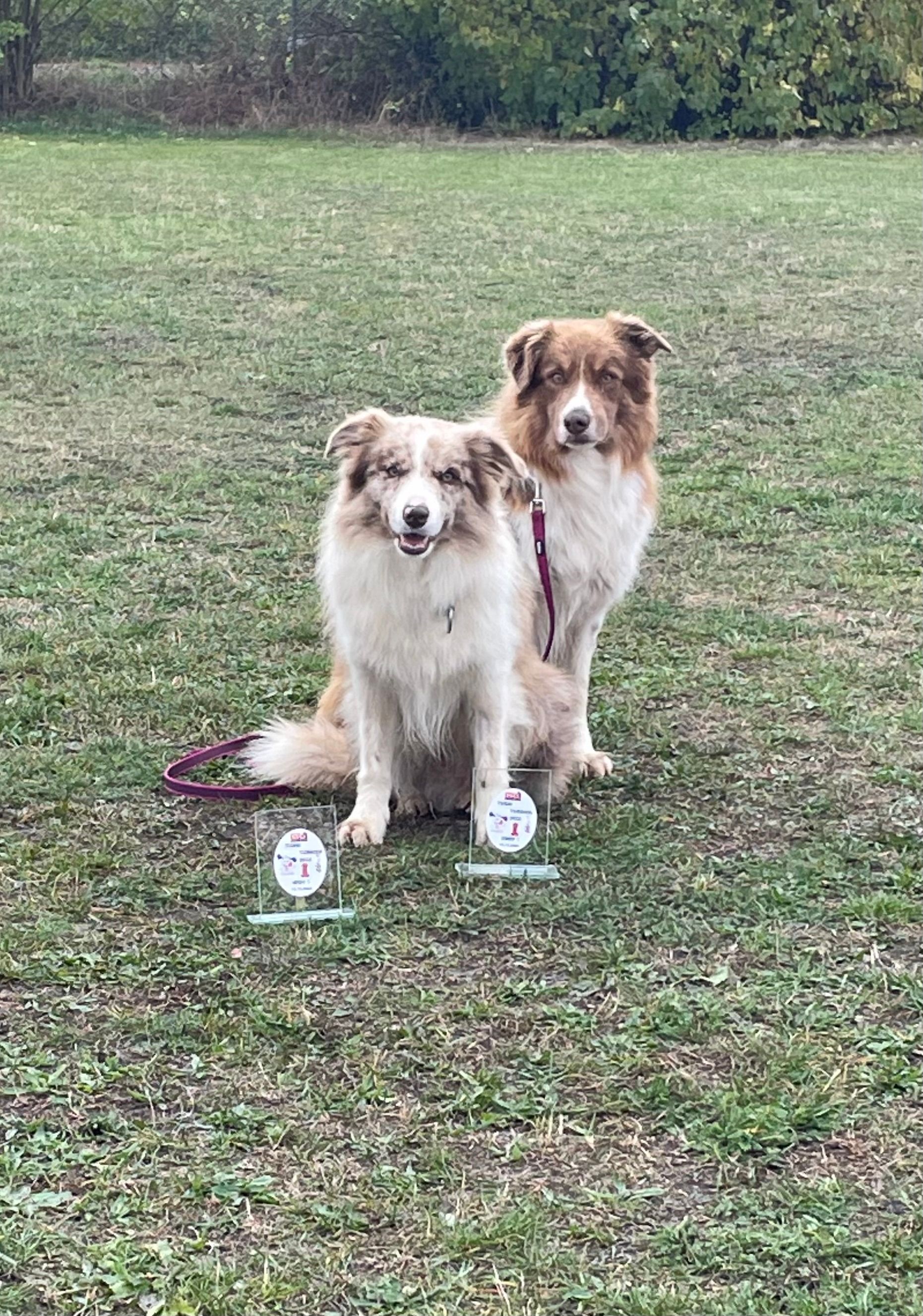 Bordercollie Crazy Sun Black Zucht