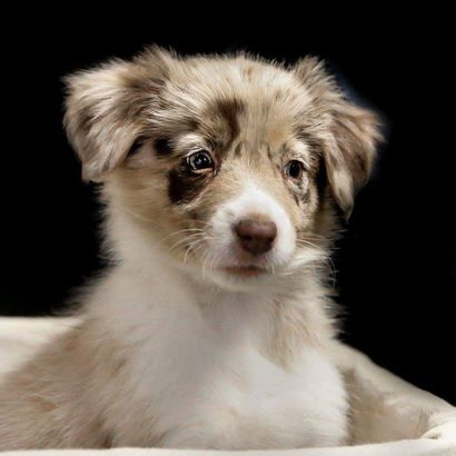 Border Collie Welpe