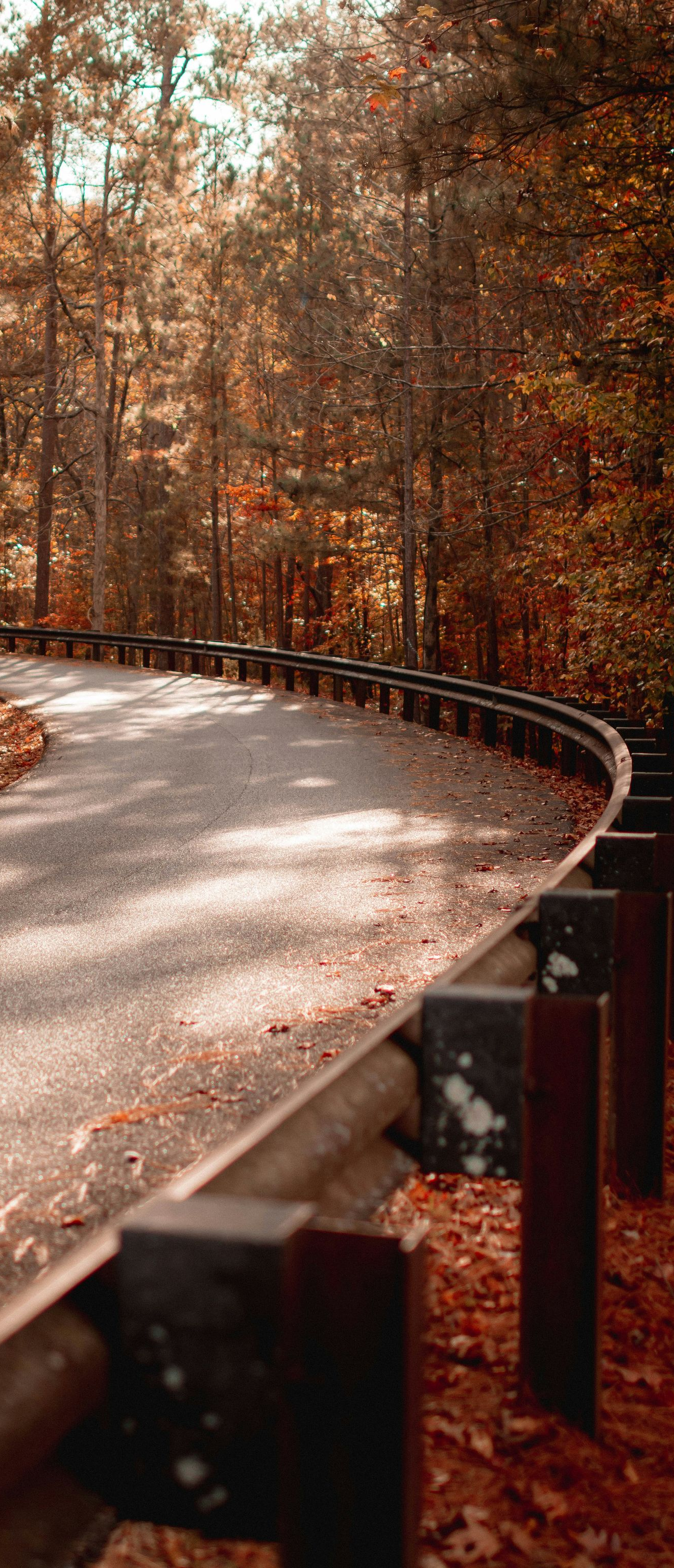Curving road through autumn forest, guardrail in foreground, sun dappling the asphalt.