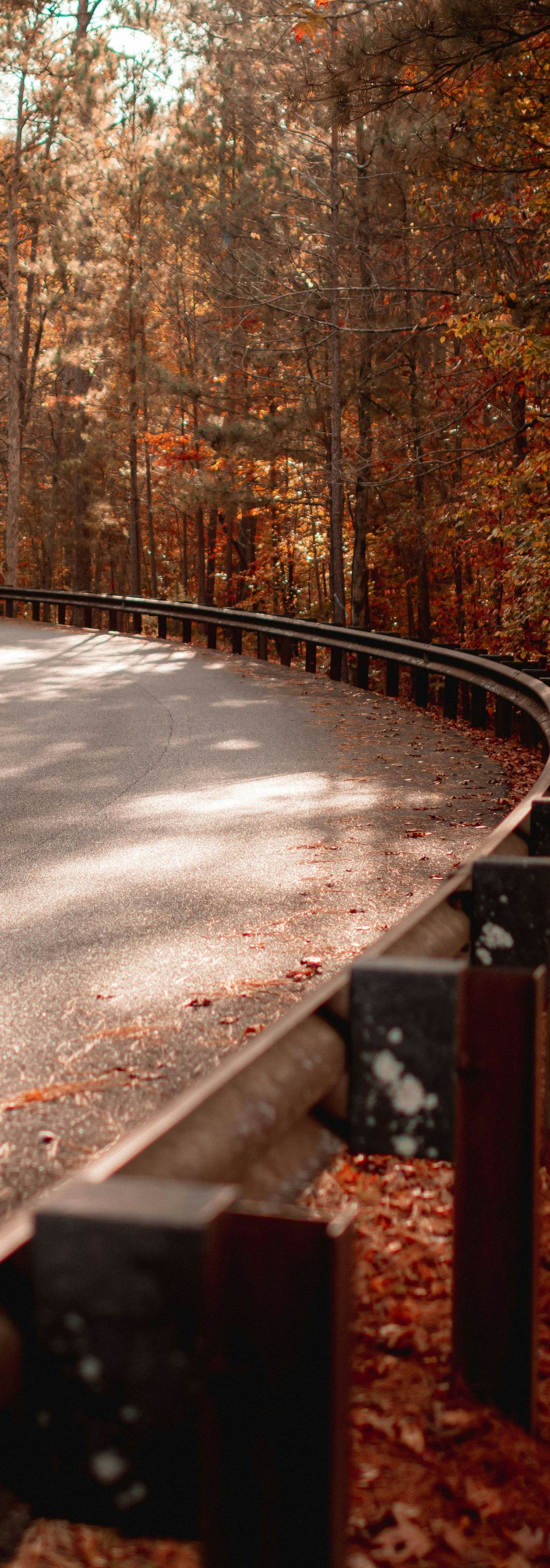 Curving road through autumn forest, guardrail in foreground, sun dappling the asphalt.